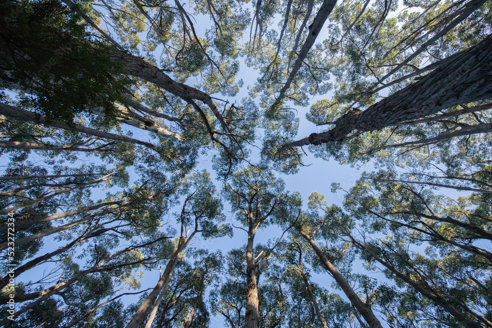 Εκτύπωση καμβά beautiful eucalyptus forest at tasman national park in tasmania/ australia during a treck at cap raoul in the peninsula