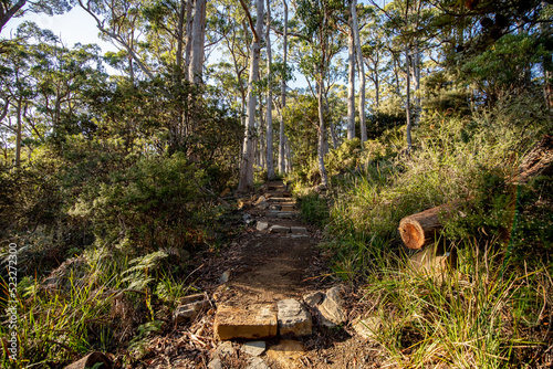 Φωτογραφία beautiful eucalyptus forest at tasman national park in tasmania/ australia during a treck at cap raoul in the peninsula