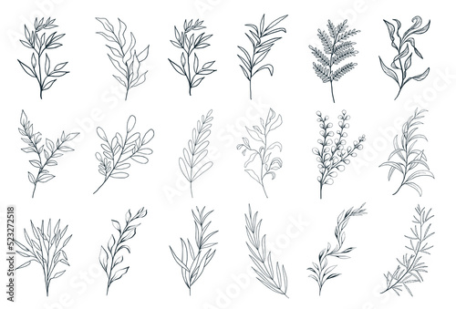 Fototapeta Naklejka Na Ścianę i Meble -  Hand drawn floral herbs set elements