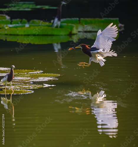 a heron flying over lotus lake