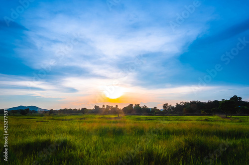 morning sun and green meadow
