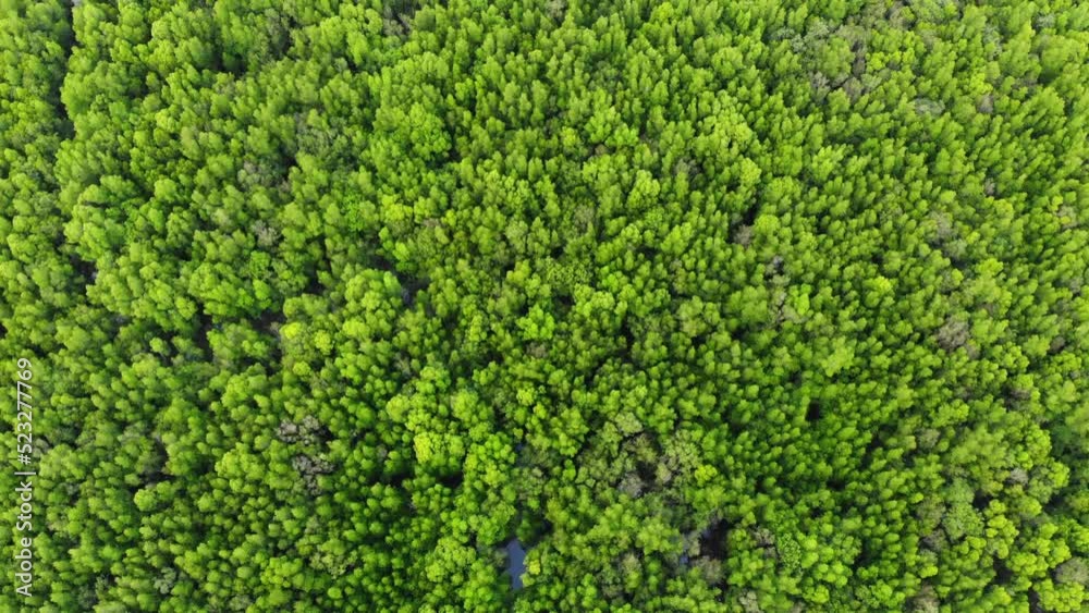 Aerial view tropical green tree mountain forest spring season nature ecology background Aerial view tropical green tree mountain forest spring season nature ecology background