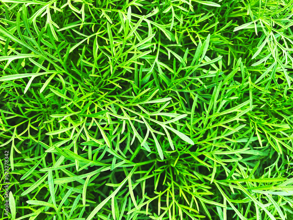 Green grass wall texture for backdrop design and eco wall and die-cut for artwork Green grass wall texture for backdrop design and eco wall and die-cut for artwork