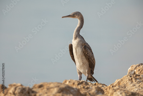 Side view of socotra cormorant on Busaiteen waterfront, Bahrain