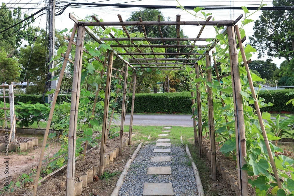 Fototapeta premium greenhouse in the garden