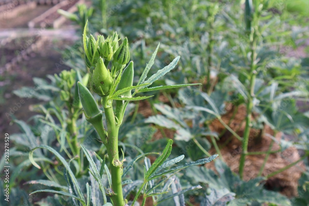 Lady Fingers or Okra vegetable on plant in farm organic vegetables Lady Fingers or Okra vegetable on plant in farm organic vegetables