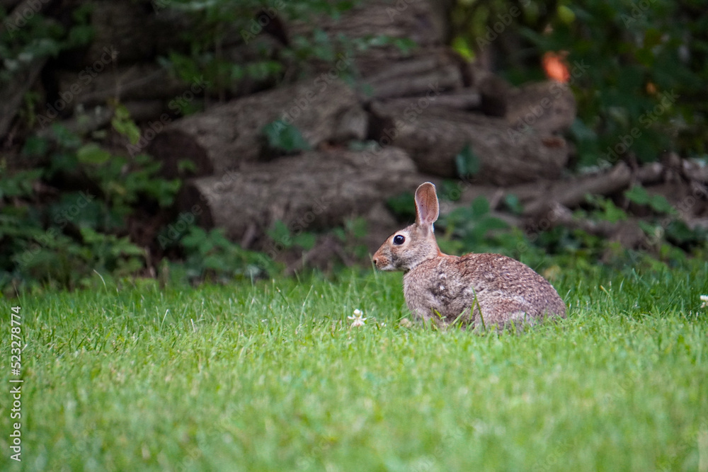 Fototapeta premium Rabbit running through the grass