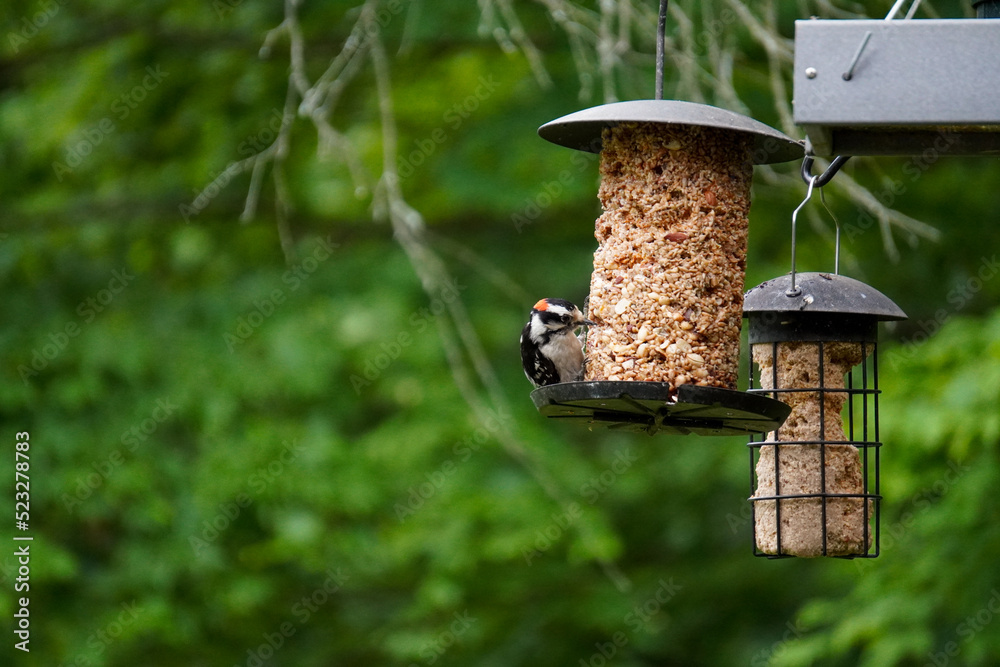 Naklejka premium Wood Pecker feeding on seeds