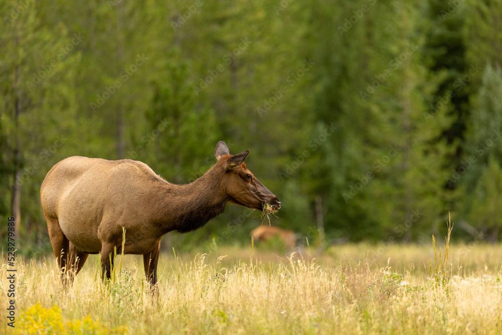 Elk in Forest in Wyoming, Wildlife Spotting 2022 Elk in Forest in Wyoming, Wildlife Spotting 2022