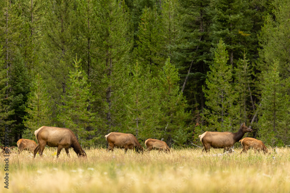 Large Elk Herd in Open Forest, Forest Mammals, Wyoming Large Elk Herd in Open Forest, Forest Mammals, Wyoming