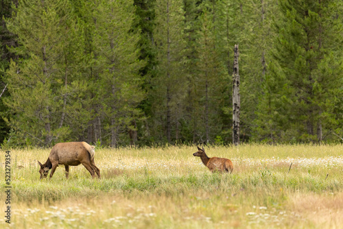 Mother and Baby Elk in Open Meadow, Wyoming Wild Baby Elk