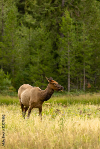 Vertical Image of Elk in a Forest