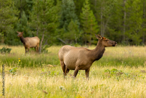 Wild Elk Landscape in Wyoming