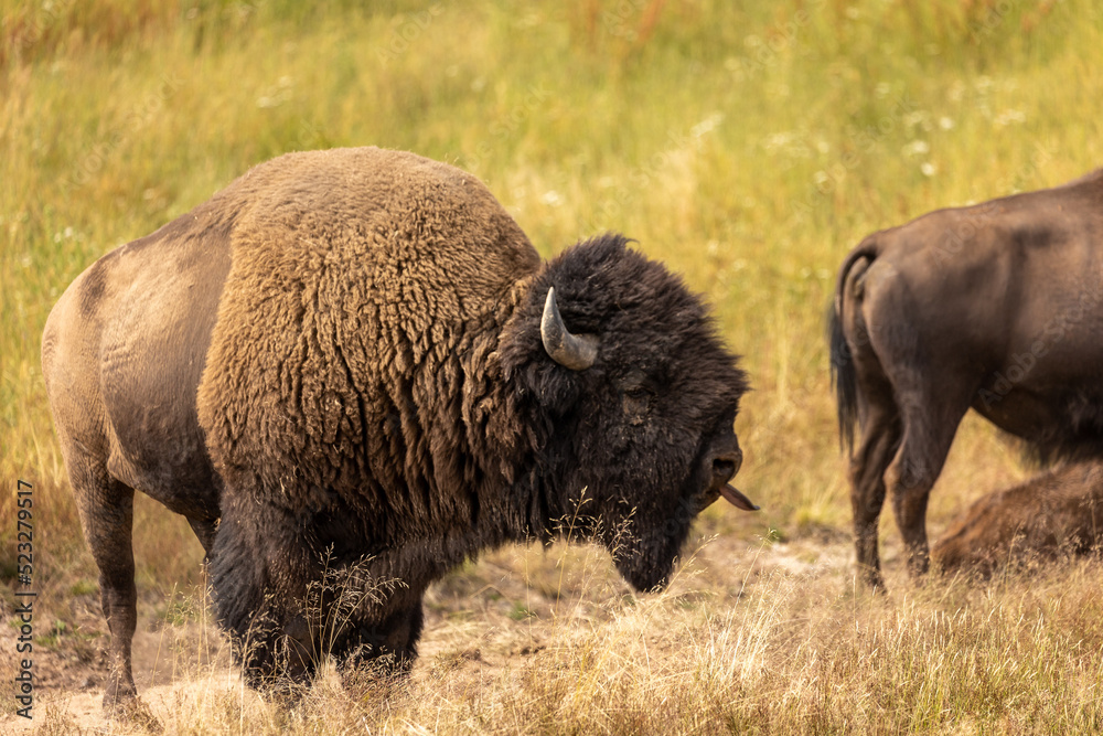 Large Bull Bison in Yellowstone Large Bull Bison in Yellowstone
