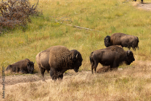 Herd of Bison in Hayden Valley, 2022 photo