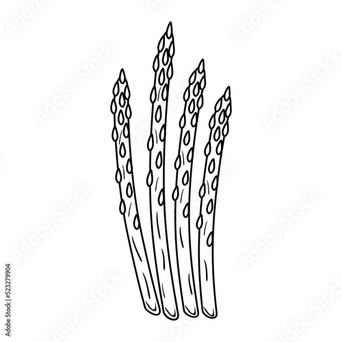 Outlined asparagus sprouts. Vintage drawing of food plant stems. Sparrow grass, detailed sketch in retro style. Sparrowgrass stalks. Hand-drawn vector illustration isolated on white background