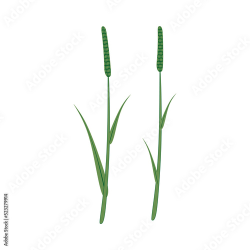 Timothy grass. Phleum pratense, wild plant. Botanical drawing of field flower. Green thin tall stem with leaf and spikelet. Colored flat vector illustration isolated on white background
