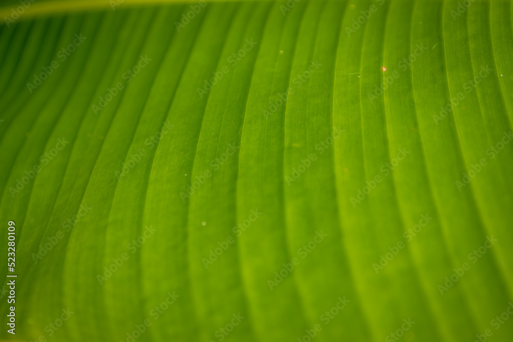 Pattern of curved lines formed by nature. Selective focus. Pattern of curved lines formed by nature. Selective focus.