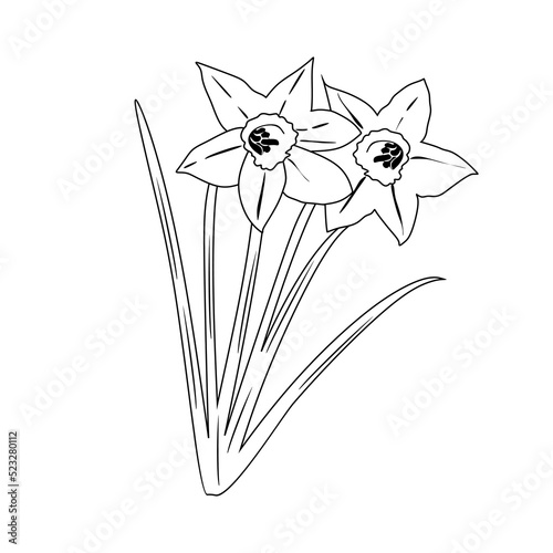 Elegant blooming narcissus flower with stem and leaves. Delicate blooming daffodil in doodle style. Gorgeous botanical floral element. two flowers of daffodils Monochrome vector illustration