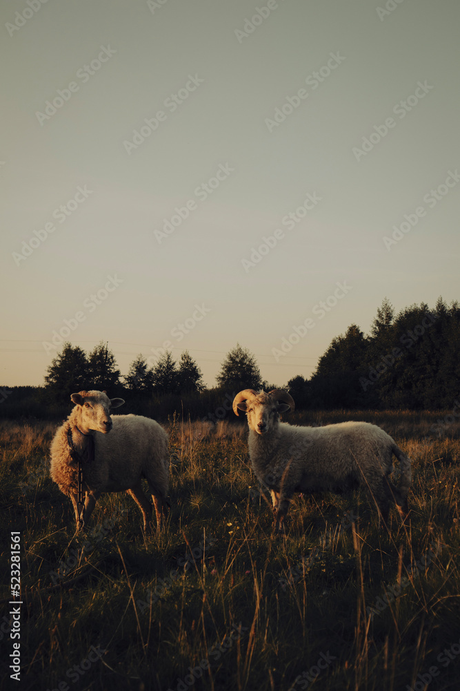 Cute couple of sheep and ram grazing in the field Cute couple of sheep and ram grazing in the field