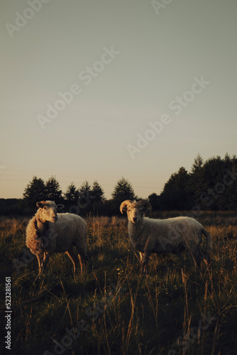 Cute couple of sheep and ram grazing in the field