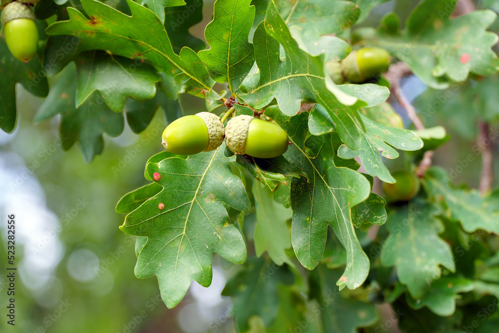 Ripe acorns on oak branches among green leaves Ripe acorns on oak branches among green leaves