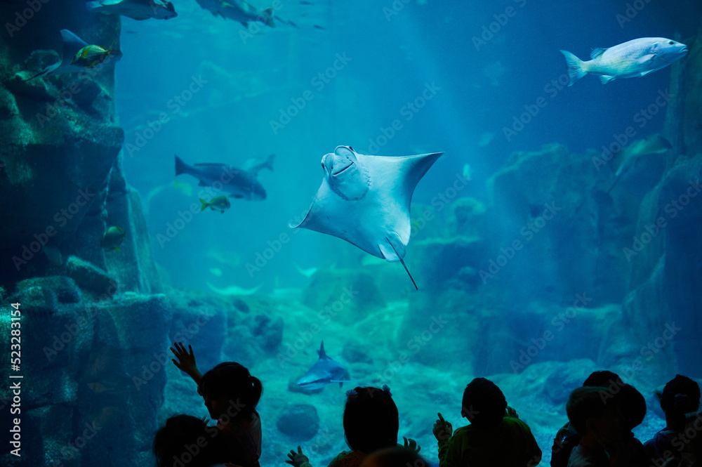 People watch stingray in aquarium