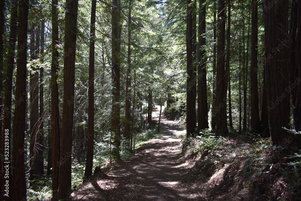 Fototapeta premium path in the forest