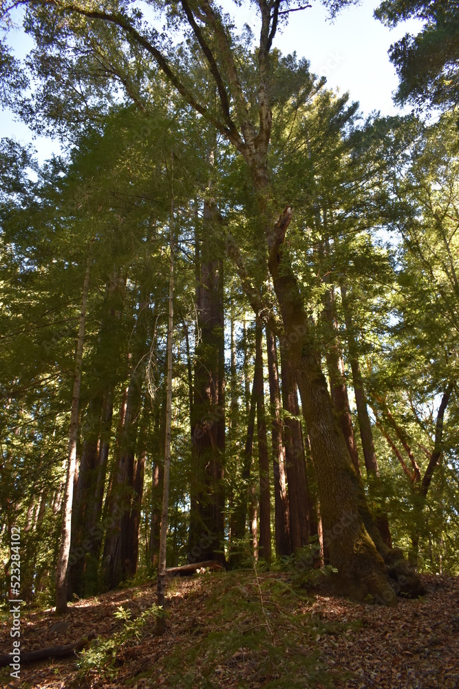 Fototapeta premium trees in the forest