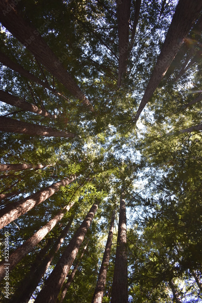 Fototapeta premium trees in the woods