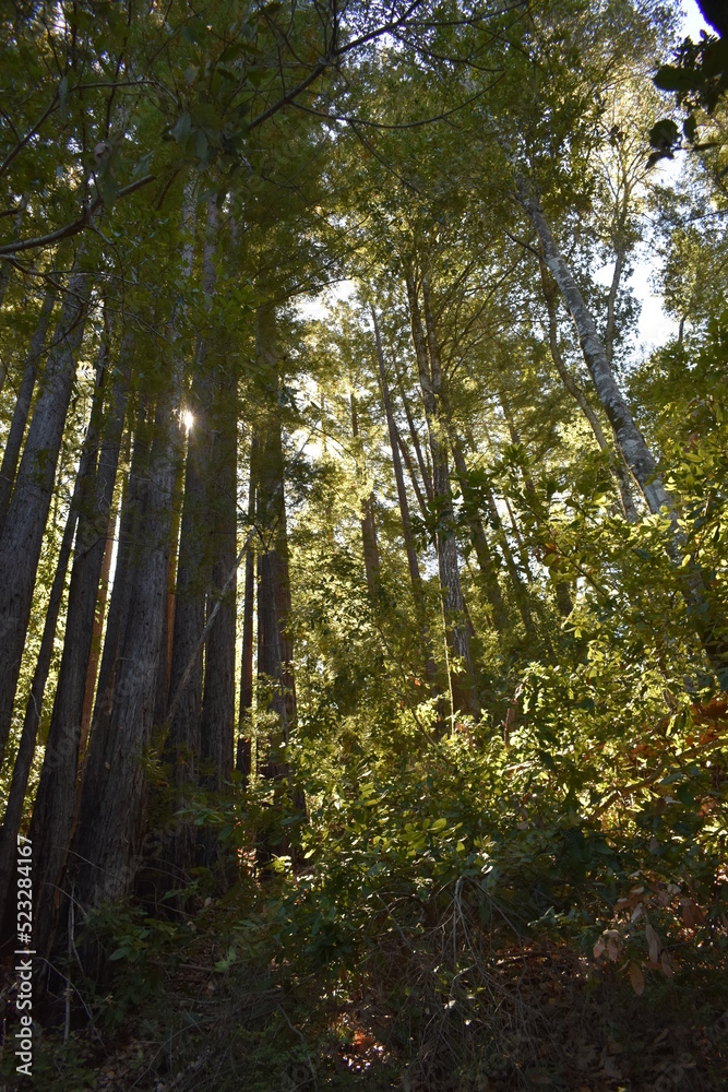 Naklejka premium trees in the forest