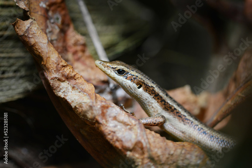 The Seychelles skink (Trachylepis seychellensis) lizard endemic to the Seychelles. photo