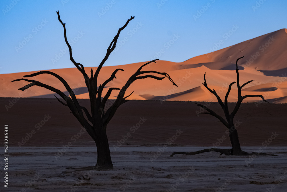 Namibia, the Namib desert, dead acacias in the Dead Valley, the red dunes in background
Namibia, the Namib desert, dead acacias in the Dead Valley, the red dunes in background