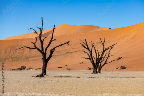 Namibia, the Namib desert, dead acacias in the Dead Valley, the red dunes in background 