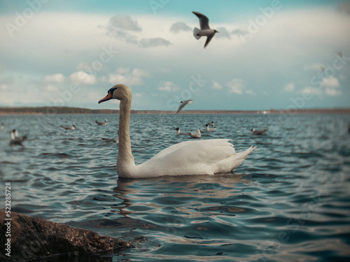 swans on the sea