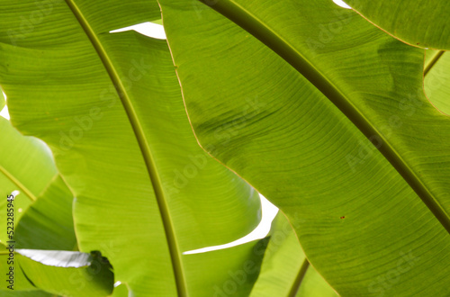 intricate green banana leaf background  Used to design backgrounds and wallpapers.