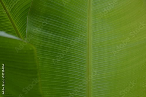 water droplets on green banana leaf  Used to design backgrounds and wallpapers.  Banner ads on website pages  exhibition background