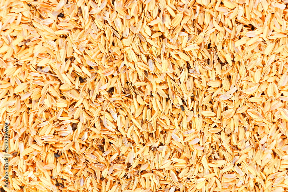籾殻もみがら　稲刈り収穫米農家