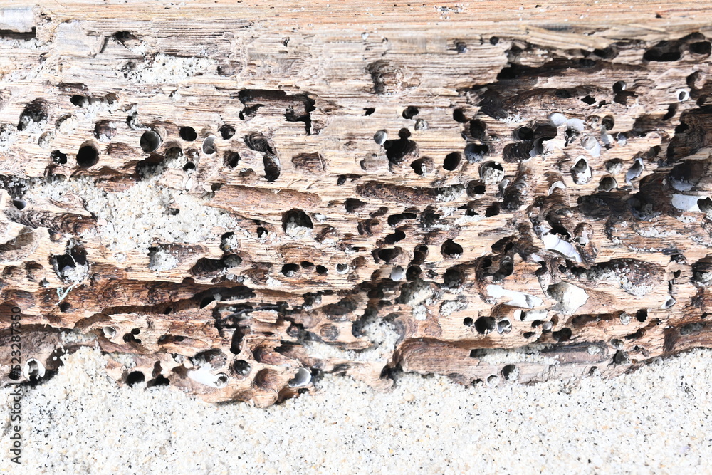 Fototapeta premium texture of termite damaged wood. termites eat hollow wood.