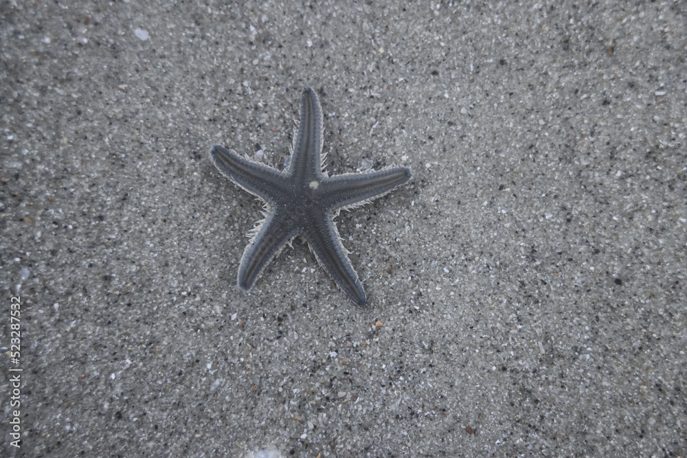 Starfish on sea sand under ocean water at the beach shore Starfish on sea sand under ocean water at the beach shore