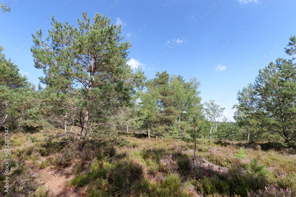 Heathland and moorland in the hill of Fontainebleau forest. Rocher de la Reine area Heathland and moorland in the hill of Fontainebleau forest. Rocher de la Reine area
