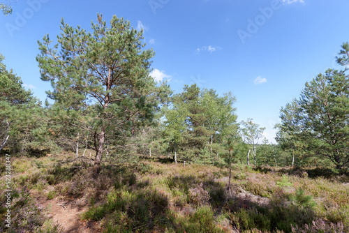 Heathland and moorland in the hill of Fontainebleau forest. Rocher de la Reine area
