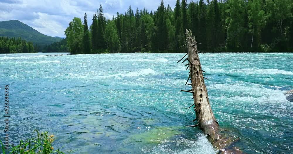 Beautiful river natural landscape in Kanas Scenic Area, Xinjiang, China. Clear river water and green forest nature landscape in summer.