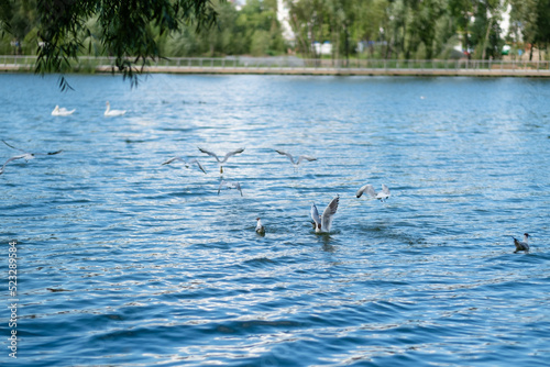 seagulls in the lake in the city park in summer. © ganusik1304