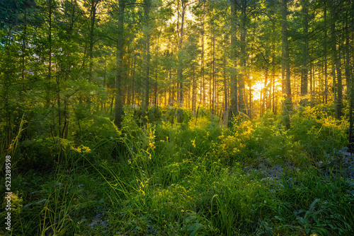 Magical sunset in the forest.