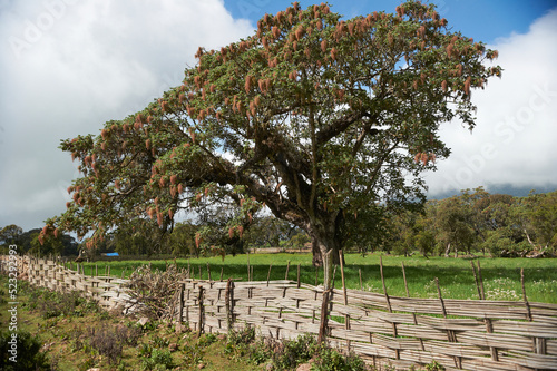  Le Plateau d'abyssinie photo