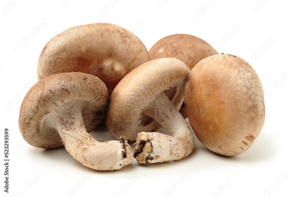 Shiitake mushroom on the White background Shiitake mushroom on the White background