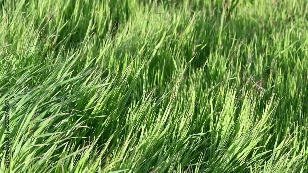 Green grass sways in the wind in the park. Screensaver.