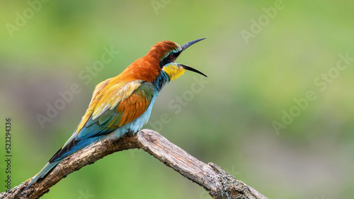 European Bee-eater sitting on a stick.