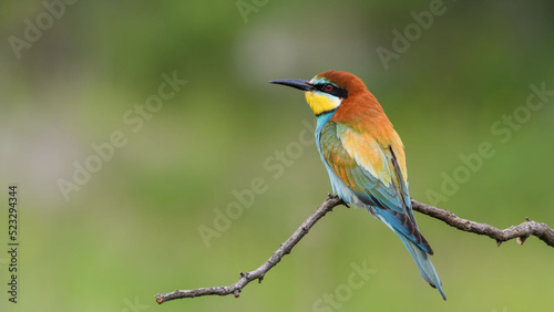 European Bee-eater sitting on a stick.